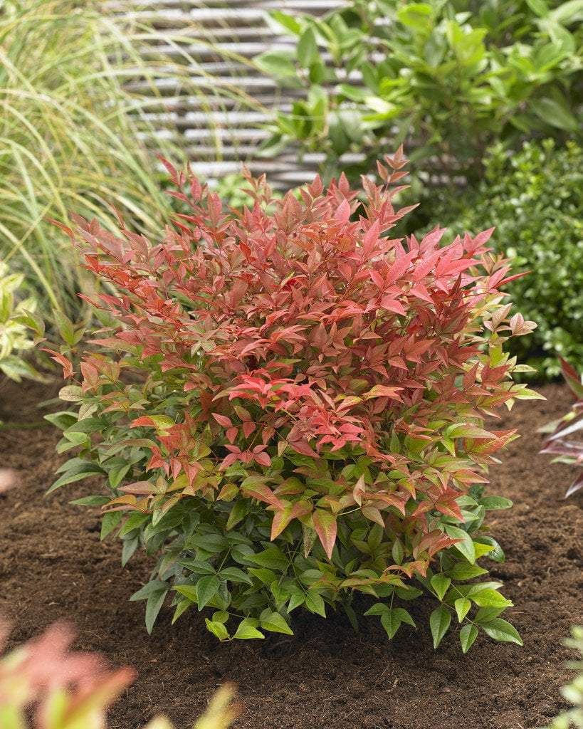 Nandina domestica 'Blush Pink'
